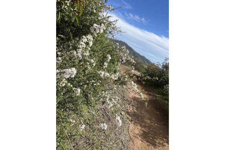 Ceanothus megacarpus -13185