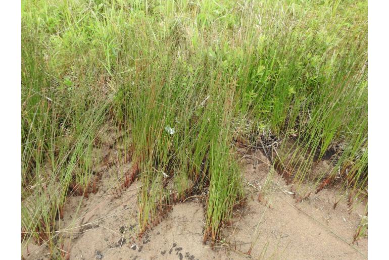 Juncus balticus ssp balticus -13193