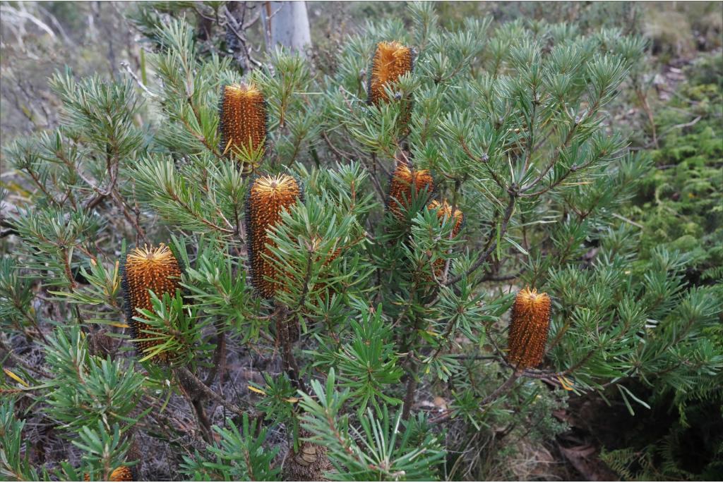 New England banksia