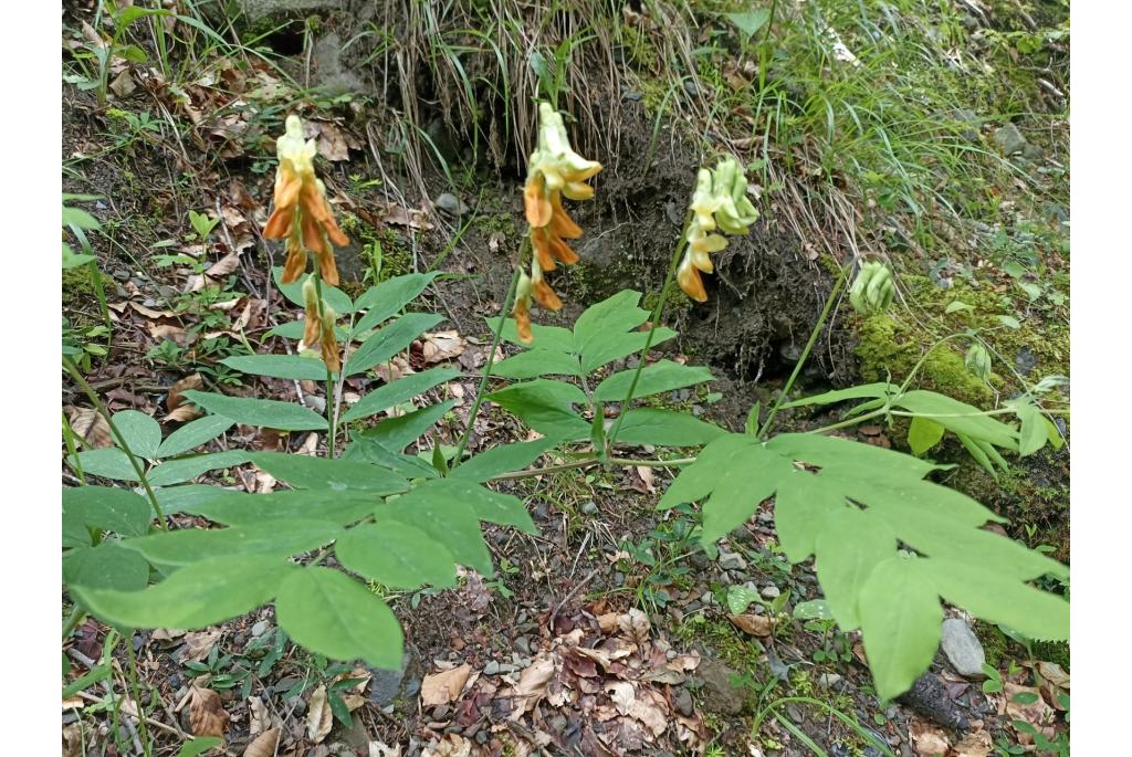 Westelijke gladde lathyrus