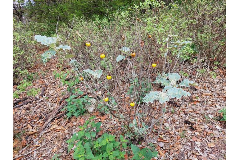 Solanum marginatum -13218