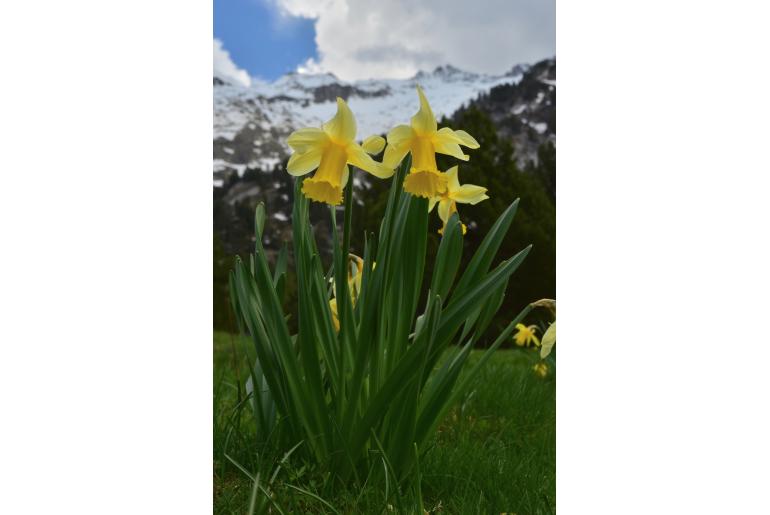 Narcissus bicolor -13234