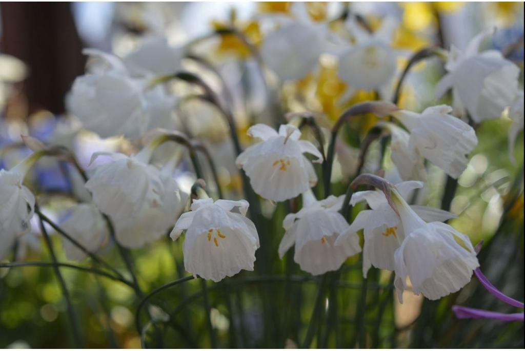 Muñoz Garmendia's narcis