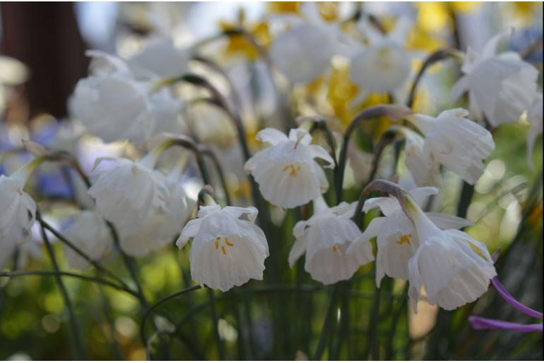 Narcissus munozii-garmendiae -13235