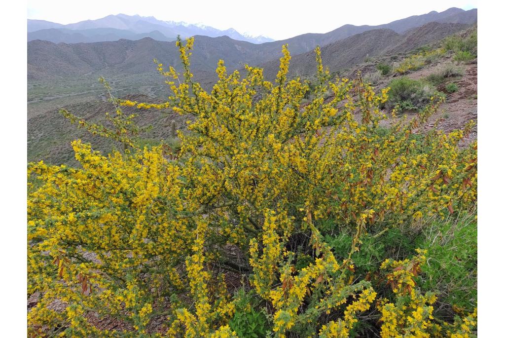 Vroegbloeiende parkinsonia