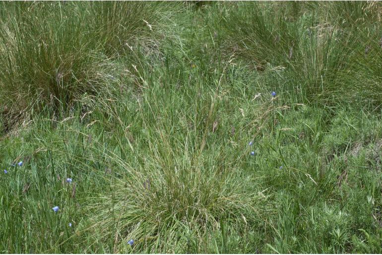 Poa fendleriana -13250