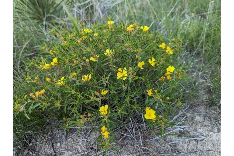 Oenothera serrulata -13275