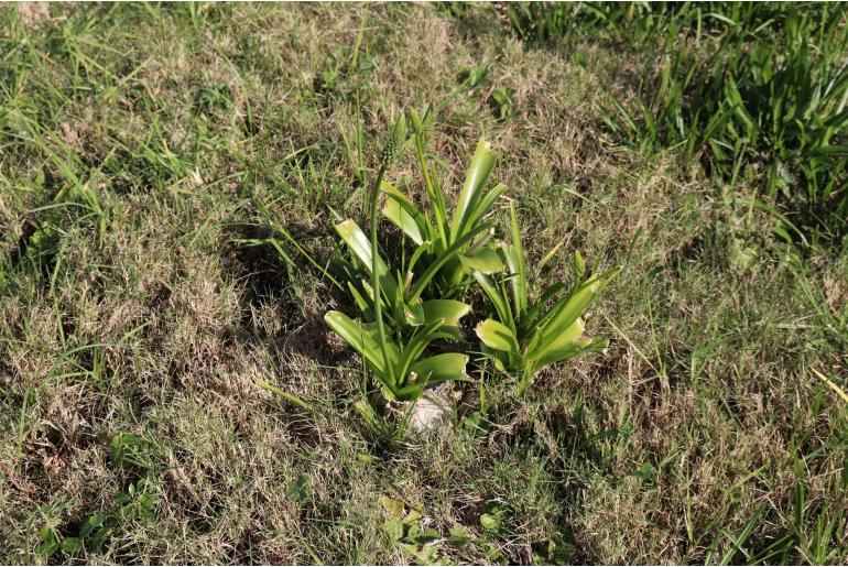 Albuca bracteata -13294