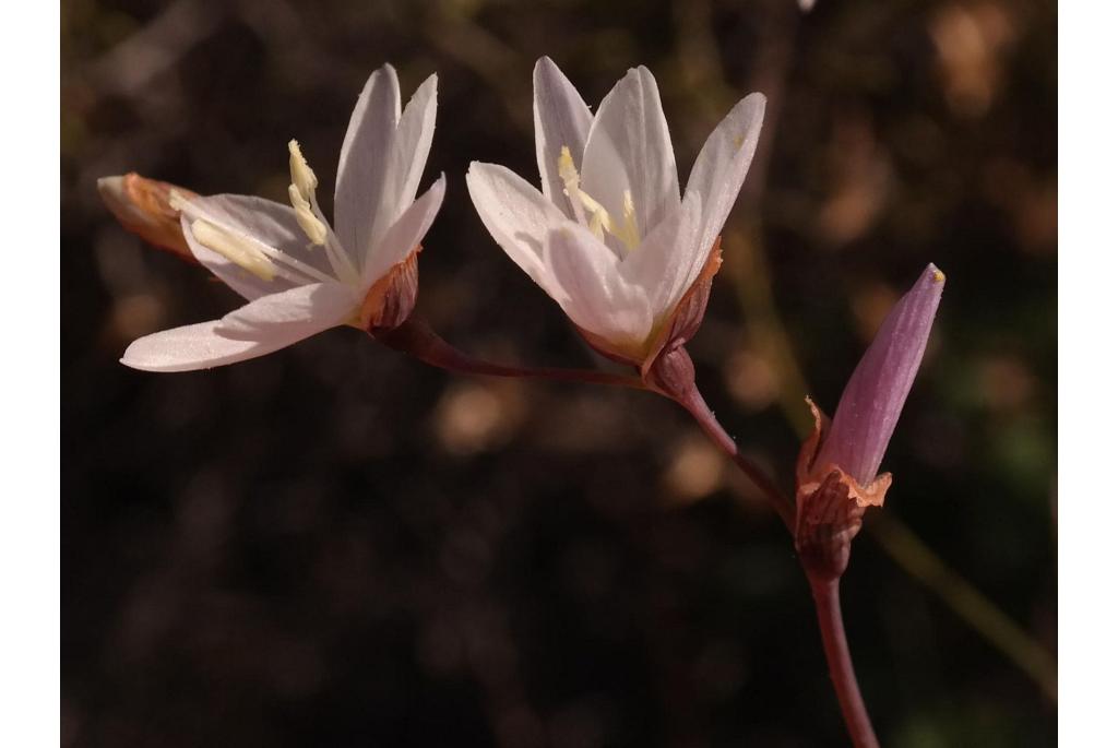 Scilla bladerige geissorhiza