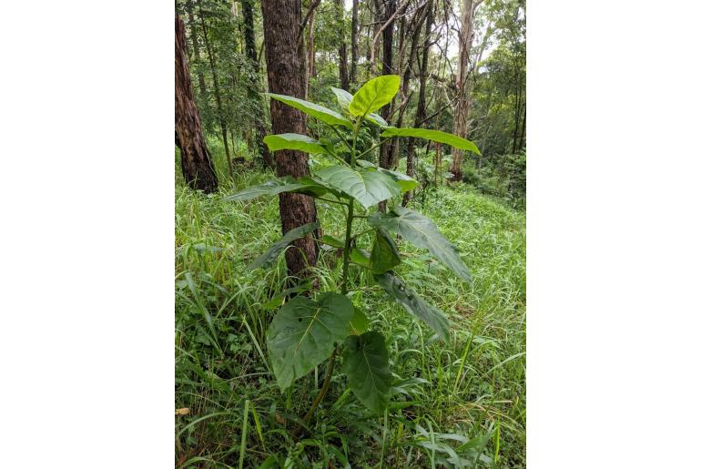 Solanum betaceum -13317