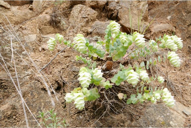 Origanum rotundifolium -13324