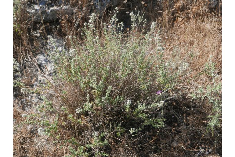 Origanum syriacum -13325