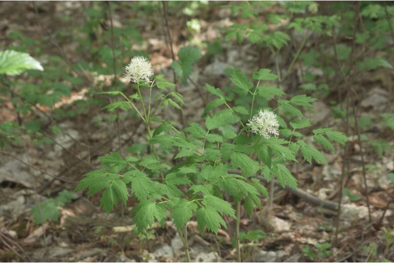 Actaea rubra -13382