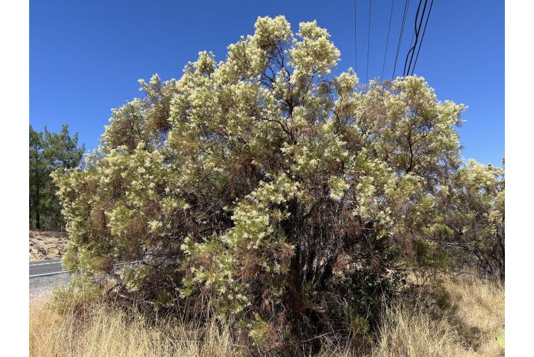 Adenostoma sparsifolium -13383