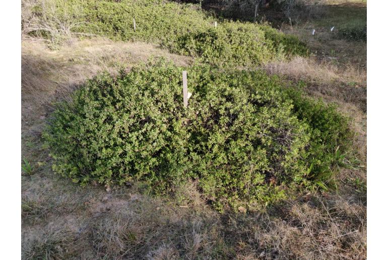 Arctostaphylos densiflora -13385