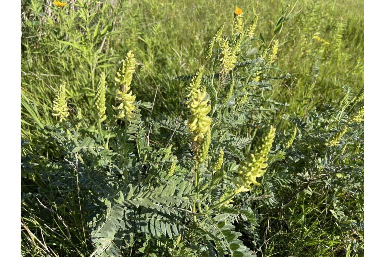 Astragalus canadensis -13389