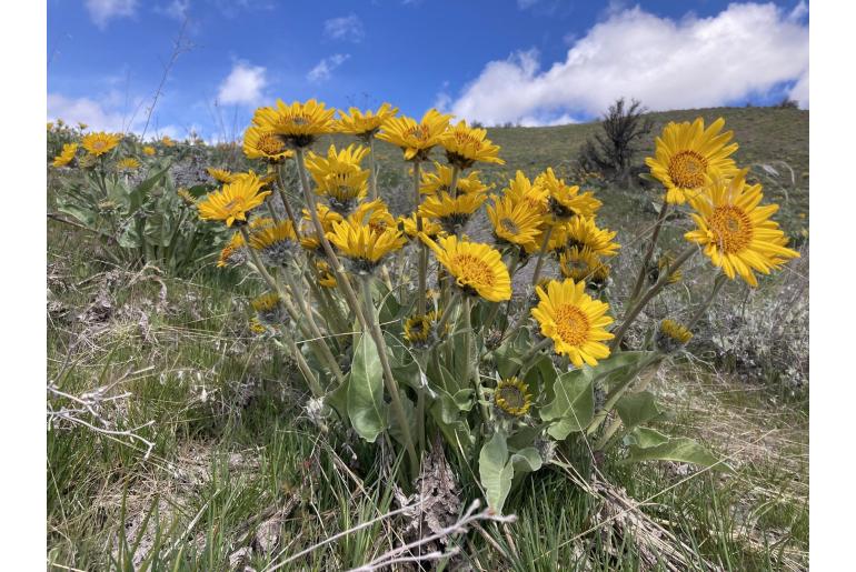 Wyethia sagittata -13390