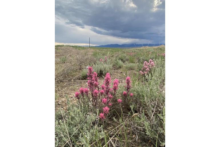 Castilleja angustifolia -13393