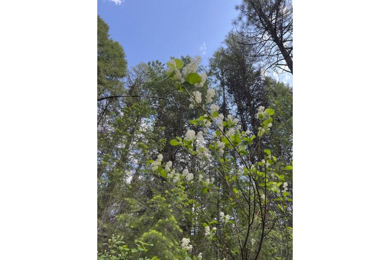 Ceanothus sanguineus -13397