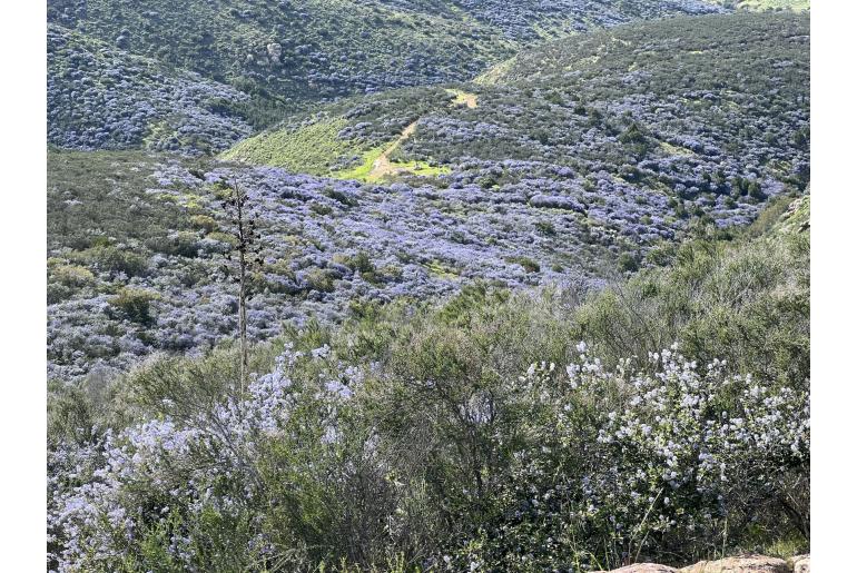 Ceanothus tomentosus -13398