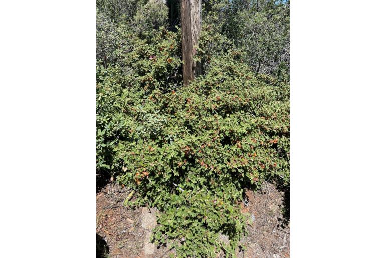 Fremontodendron californicum ssp decumbens -13413