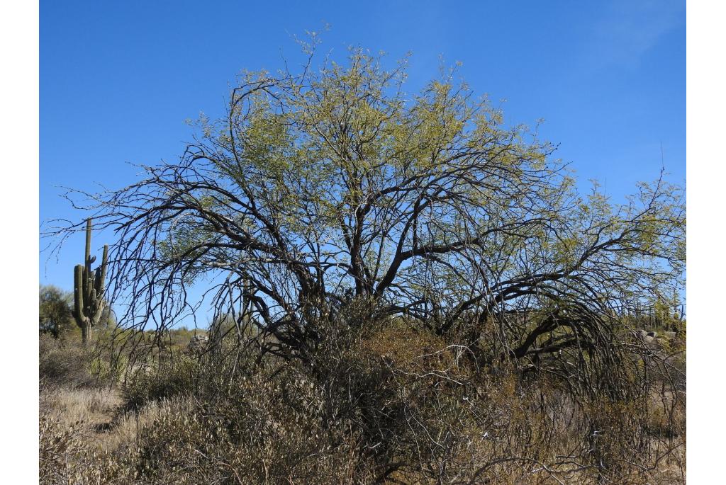 Fluwelen prosopis