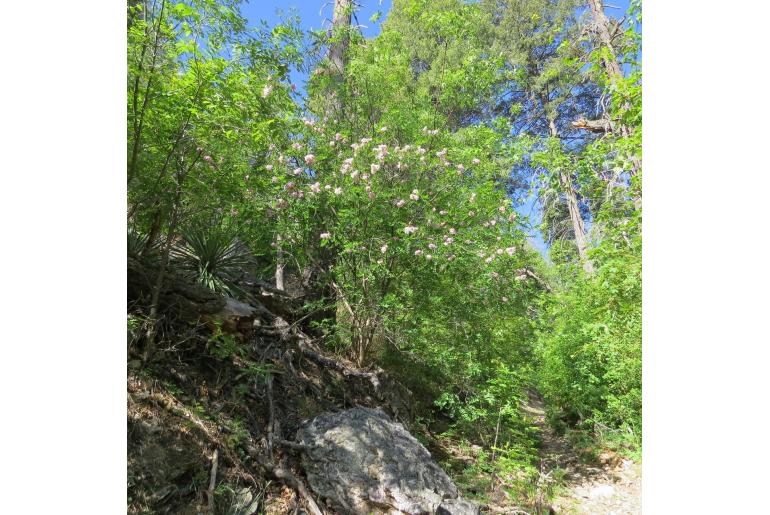 Robinia neomexicana -13429