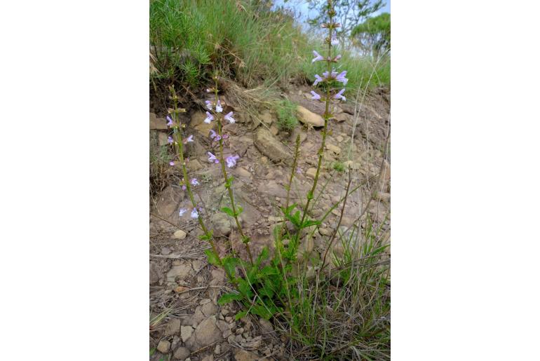 Salvia aurita -13436