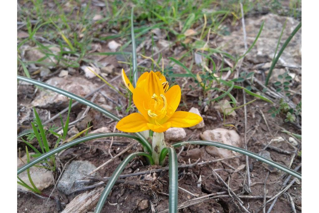 Sterk geurende krokus