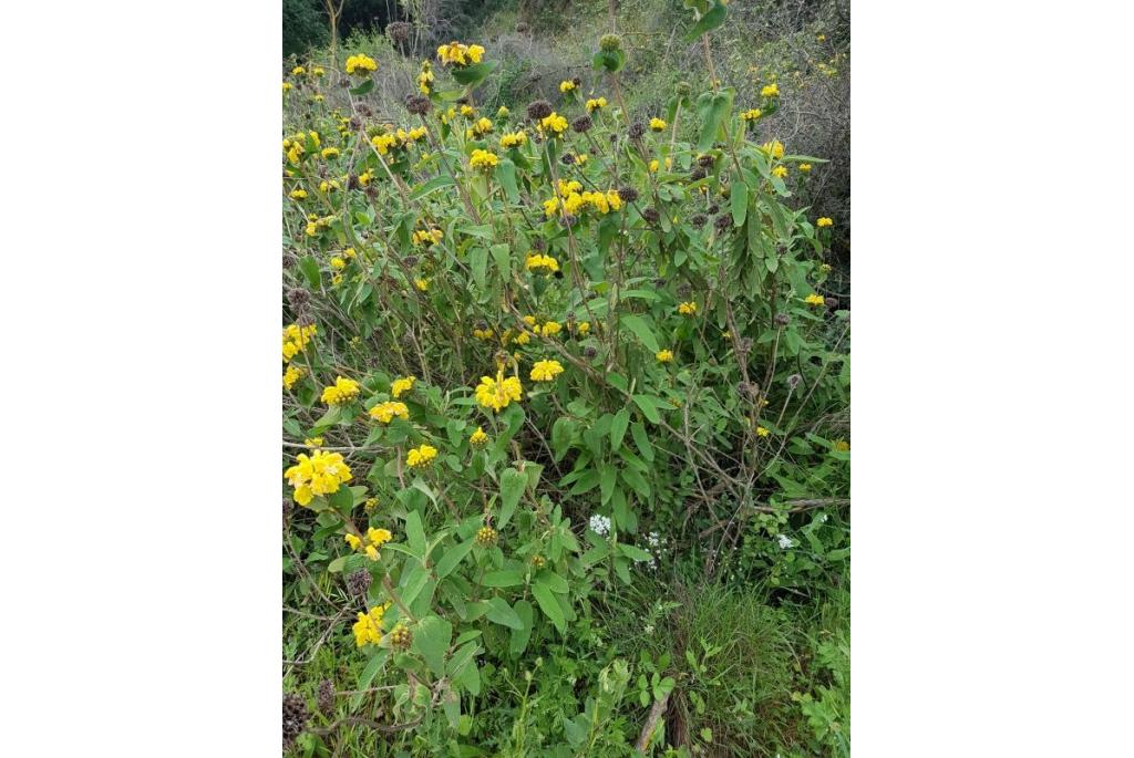 Phlomis met lunaria blad