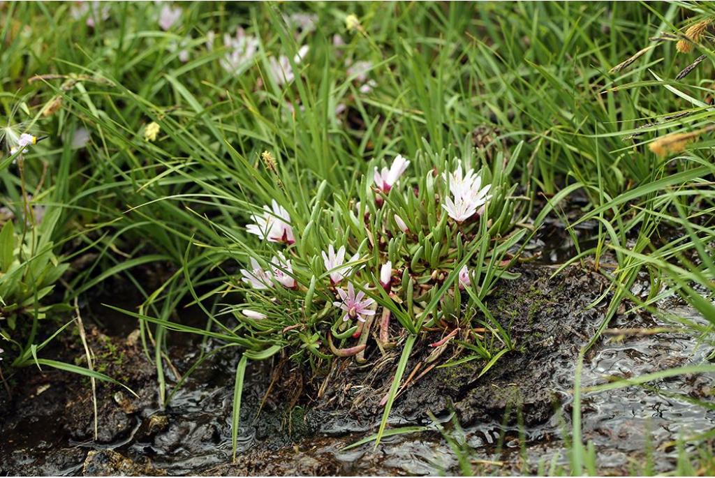 Bitterkruid met lange kroonbladen