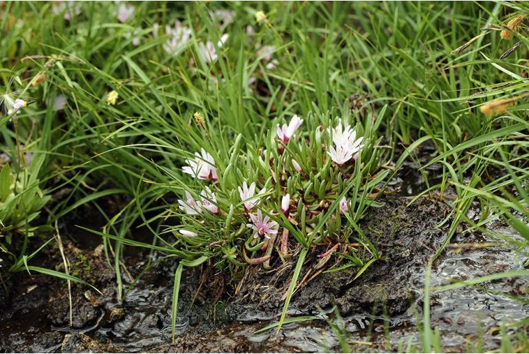 Lewisia longipetala -13484