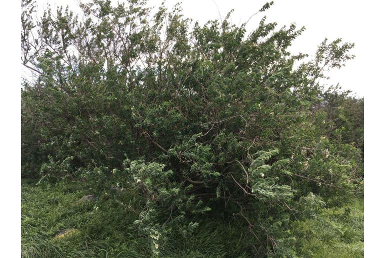 Chamaecytisus proliferus ssp palmensis -13498