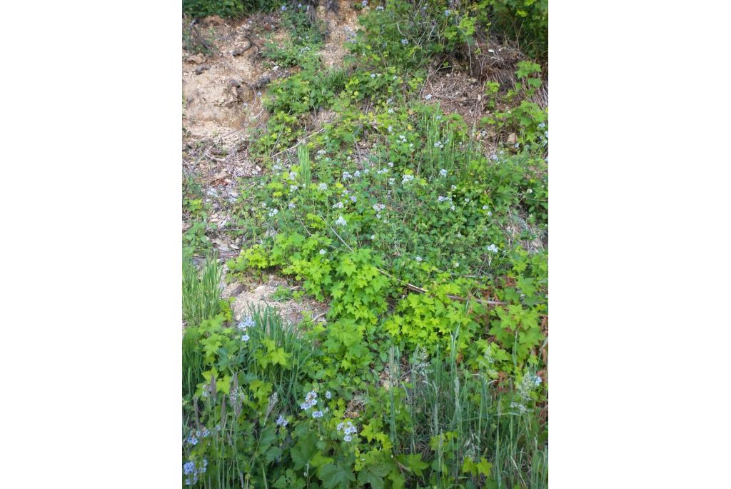 Bolander's phacelia