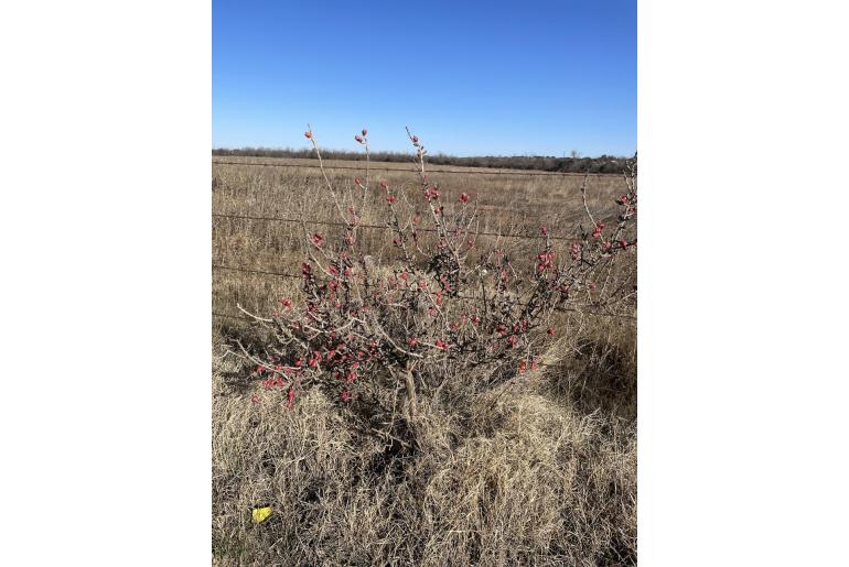 Cylindropuntia leptocaulis -13501