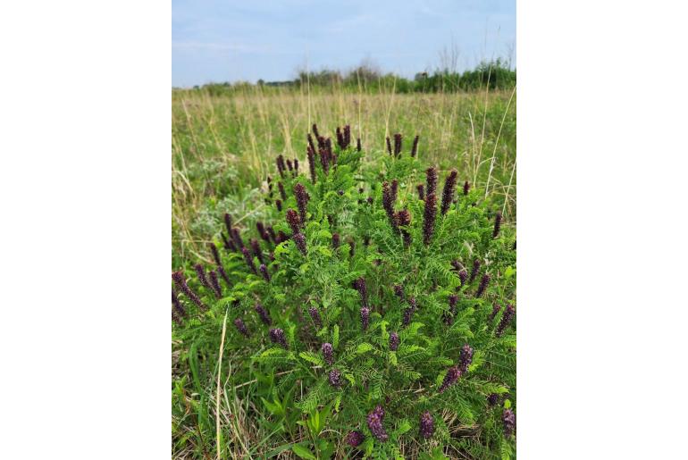 Amorpha nana -13509