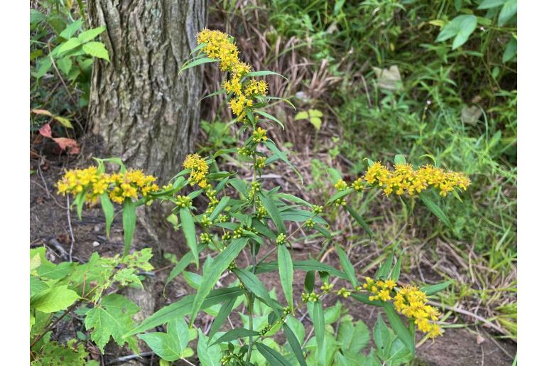 Solidago caesia -13512