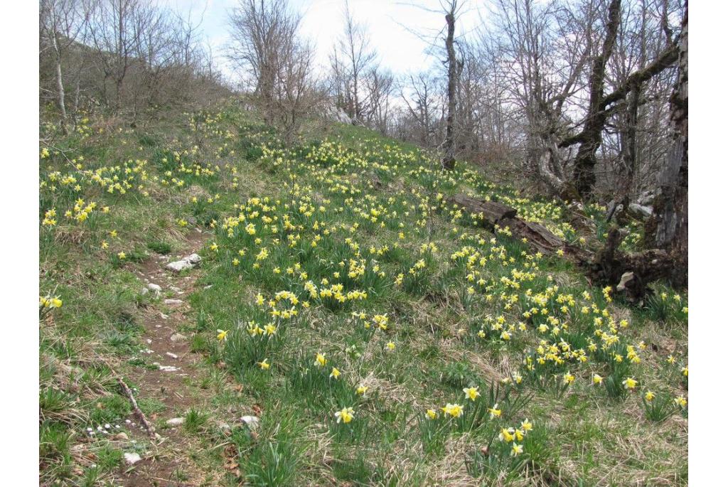 Narcis met bleke bloemen