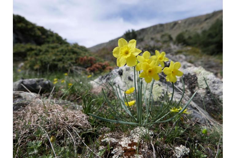 Narcissus rupicola -13525