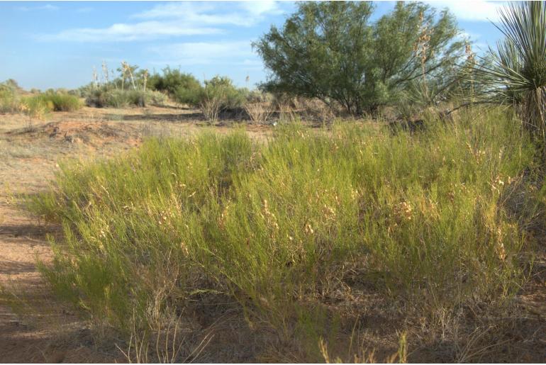 Amsonia tomentosa var stenophylla -13529