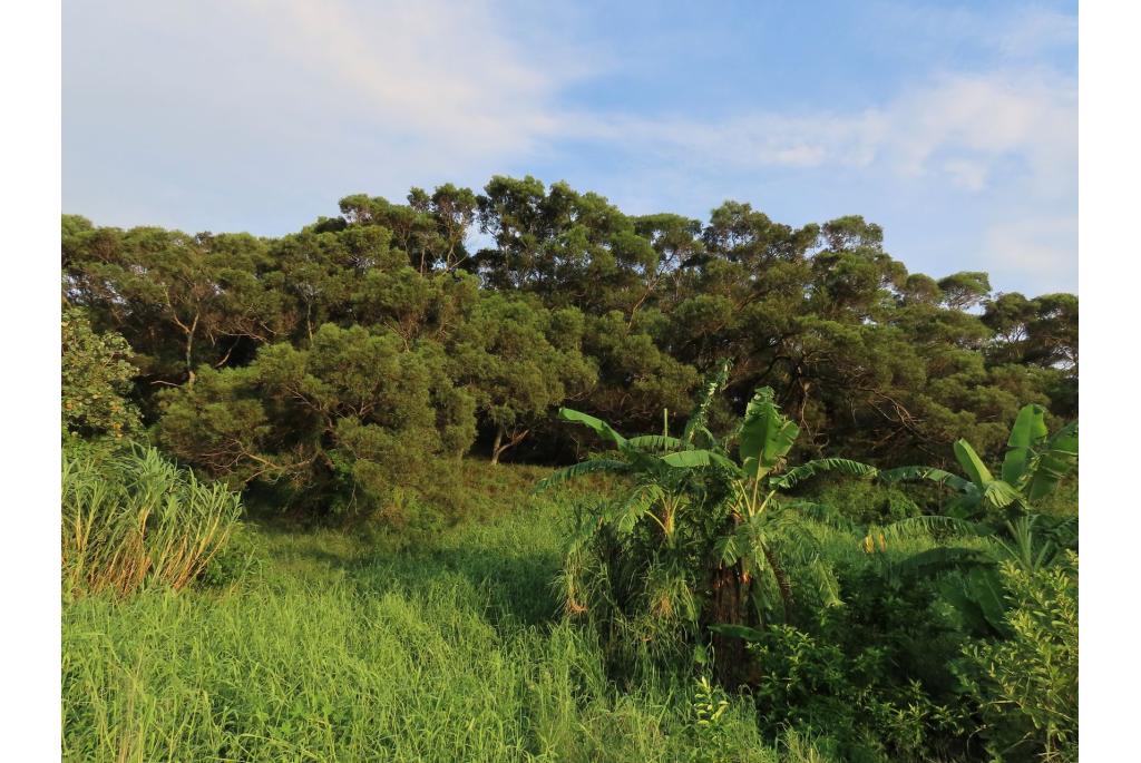 Kleine Filipijnse acacia