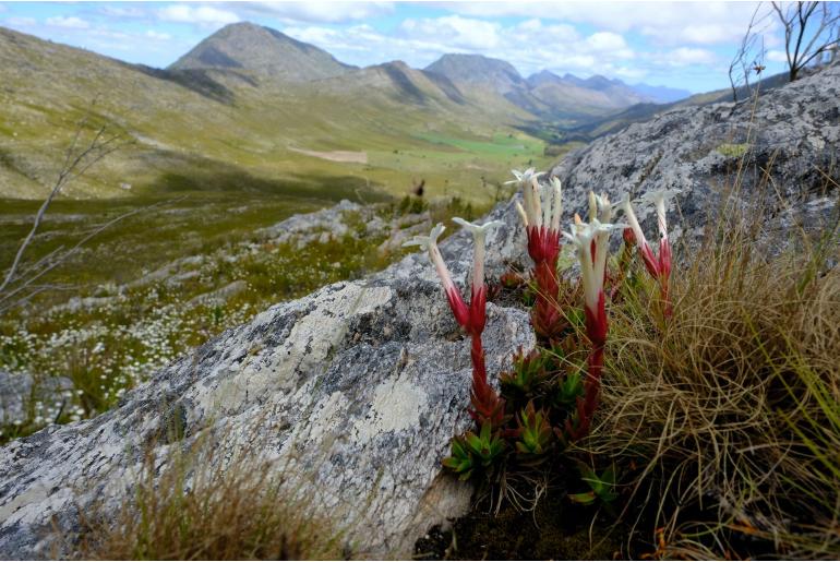 Crassula obtusa -13540