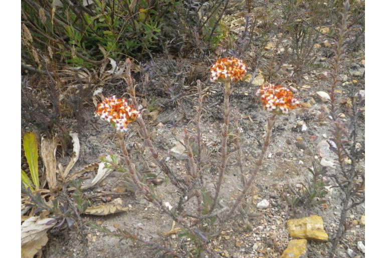 Crassula scabra -13541