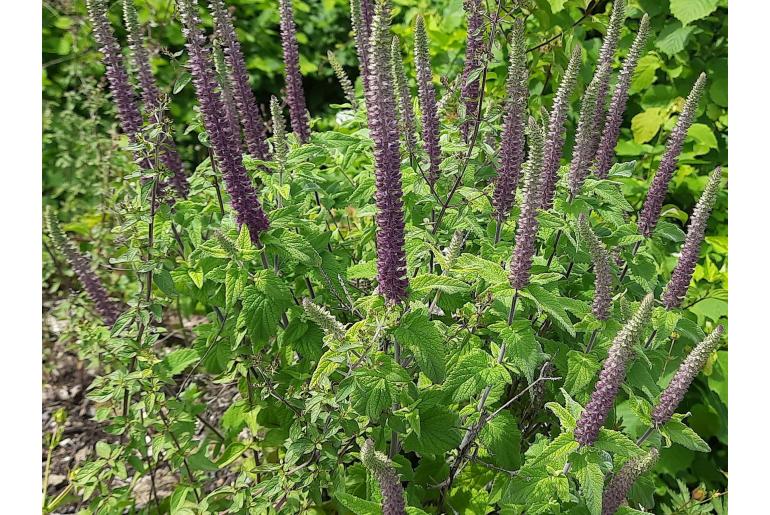 Teucrium hircanicum -13549