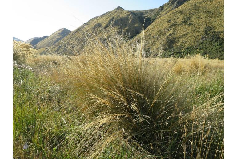 Chionochloa rubra -13550