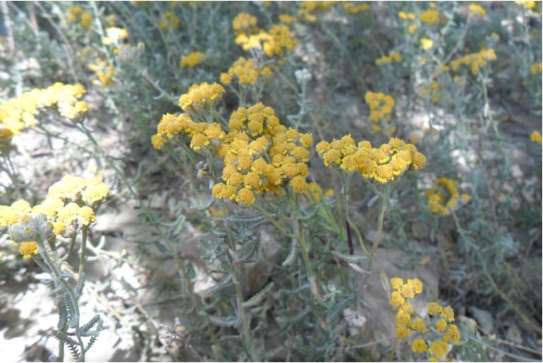 Achillea wilhelmsii -13559