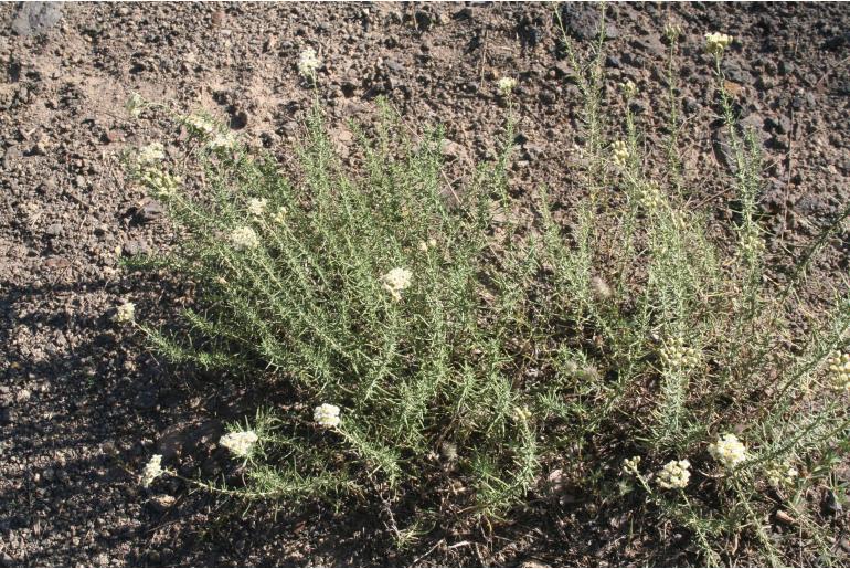 Achillea teretifolia -13561