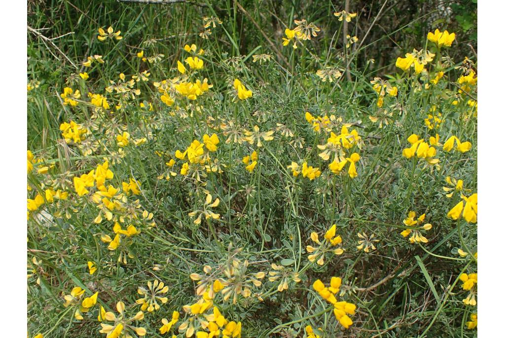 Kleine lotus-achtige coronilla