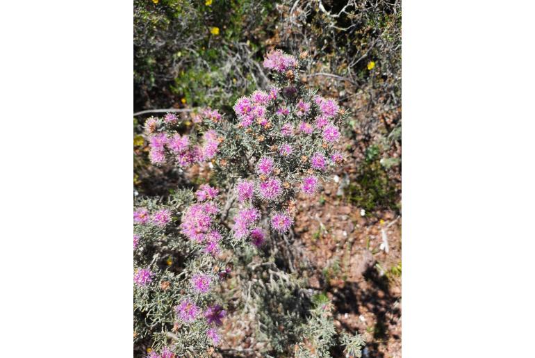 Melaleuca aspalathoides -13584