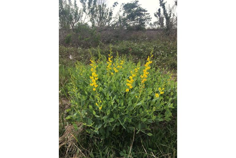 Baptisia sphaerocarpa -13587